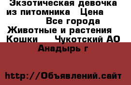 Экзотическая девочка из питомника › Цена ­ 25 000 - Все города Животные и растения » Кошки   . Чукотский АО,Анадырь г.